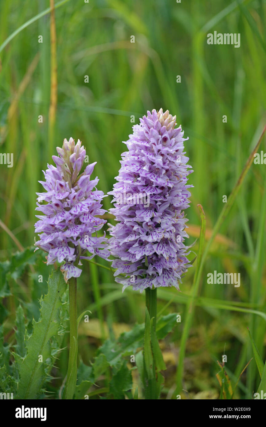 Common Spotted Orchid, Northumberland Stock Photo