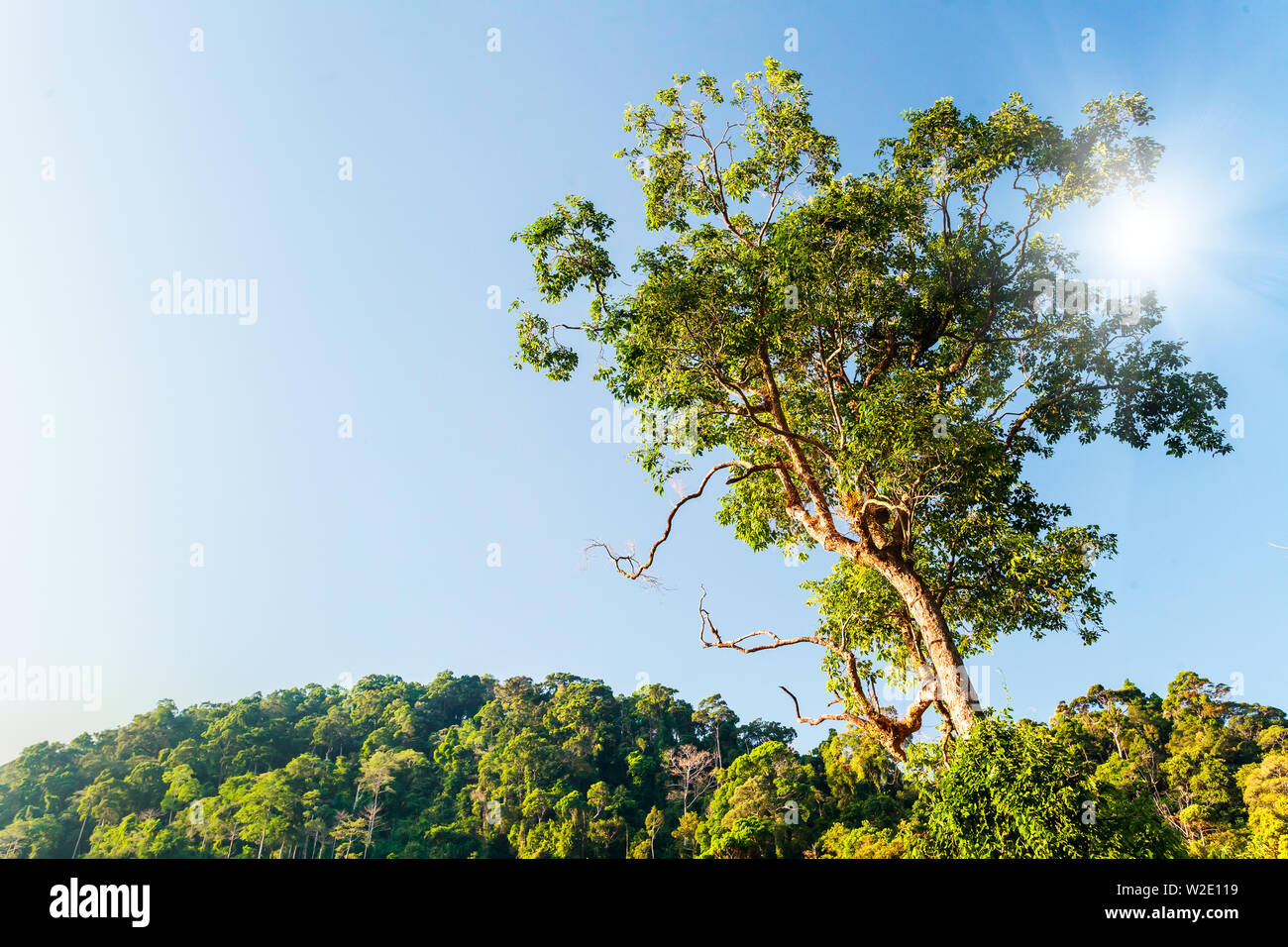 big green tree against bright sun and blue sky and hills with rocks and trees in Thailand Stock Photo