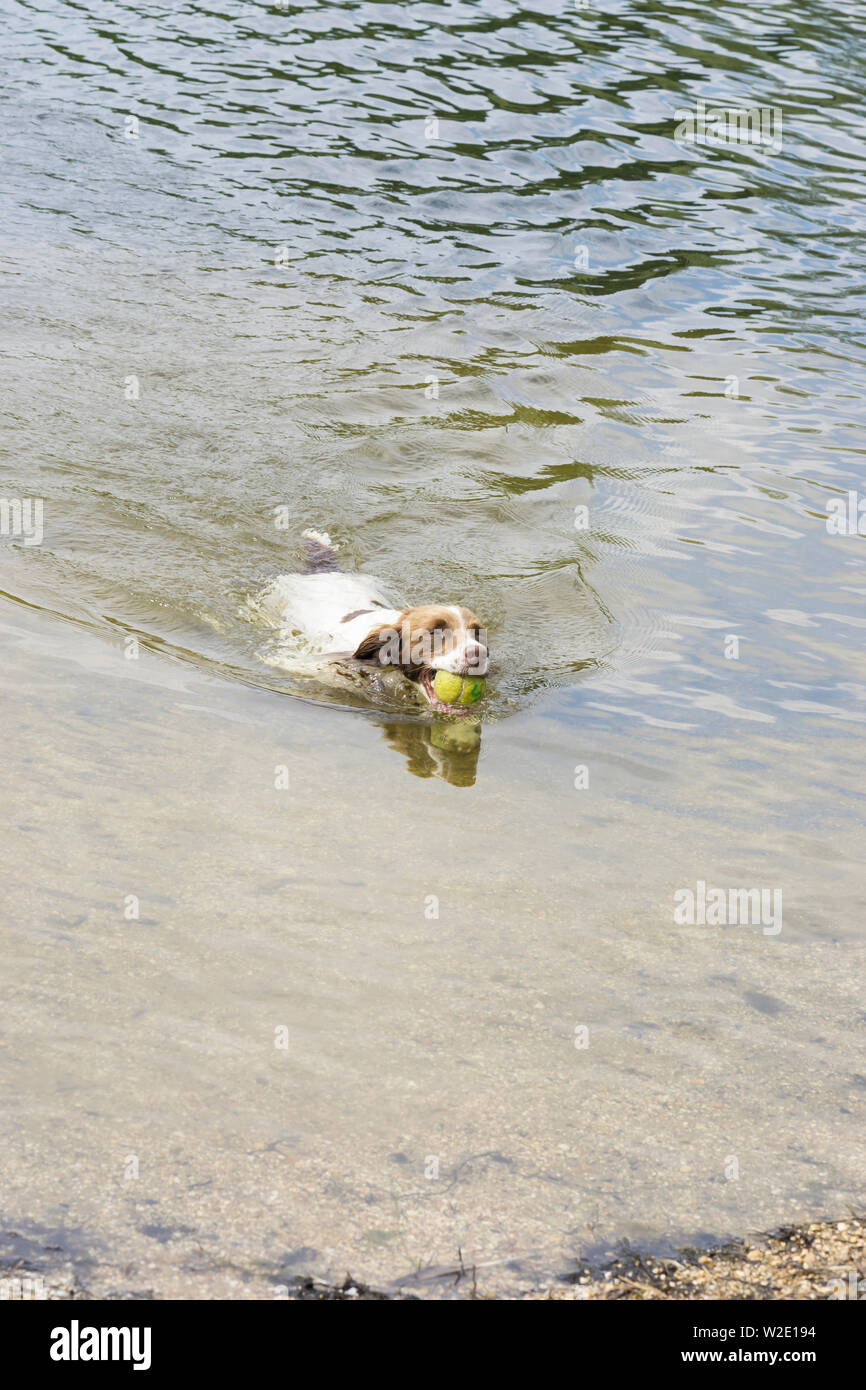 Springer Spaniel swimming back with ball in mouth Stock Photo