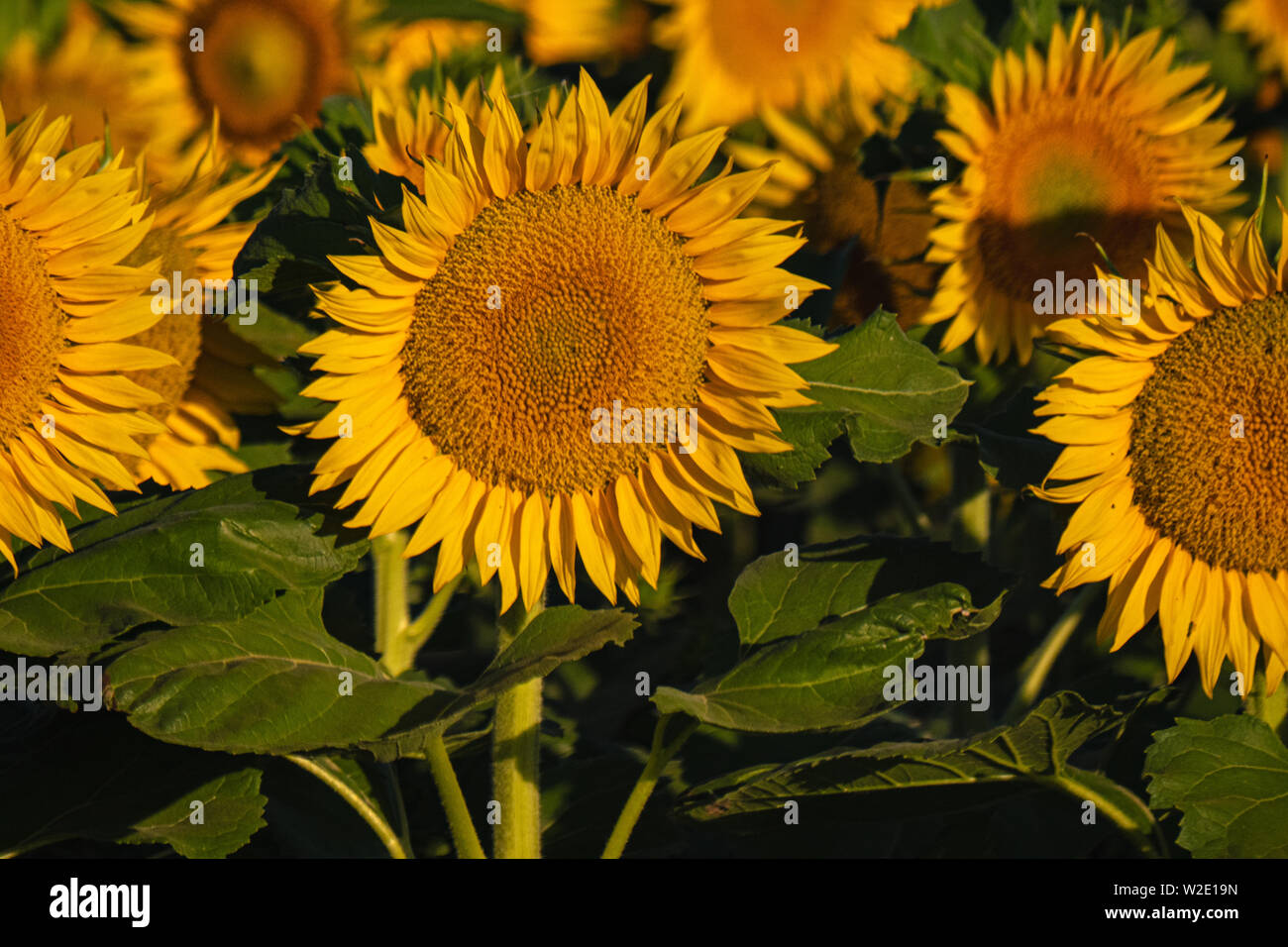 Sunflower Fields Dixon California Stock Photo Alamy