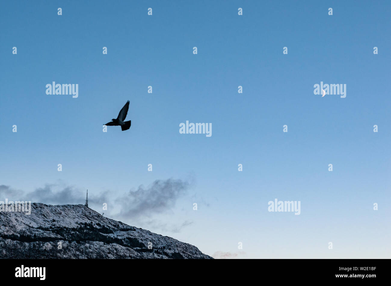 A pigeon flying across a blue sky with mount Ulriken in the background and a cresent moon. Stock Photo