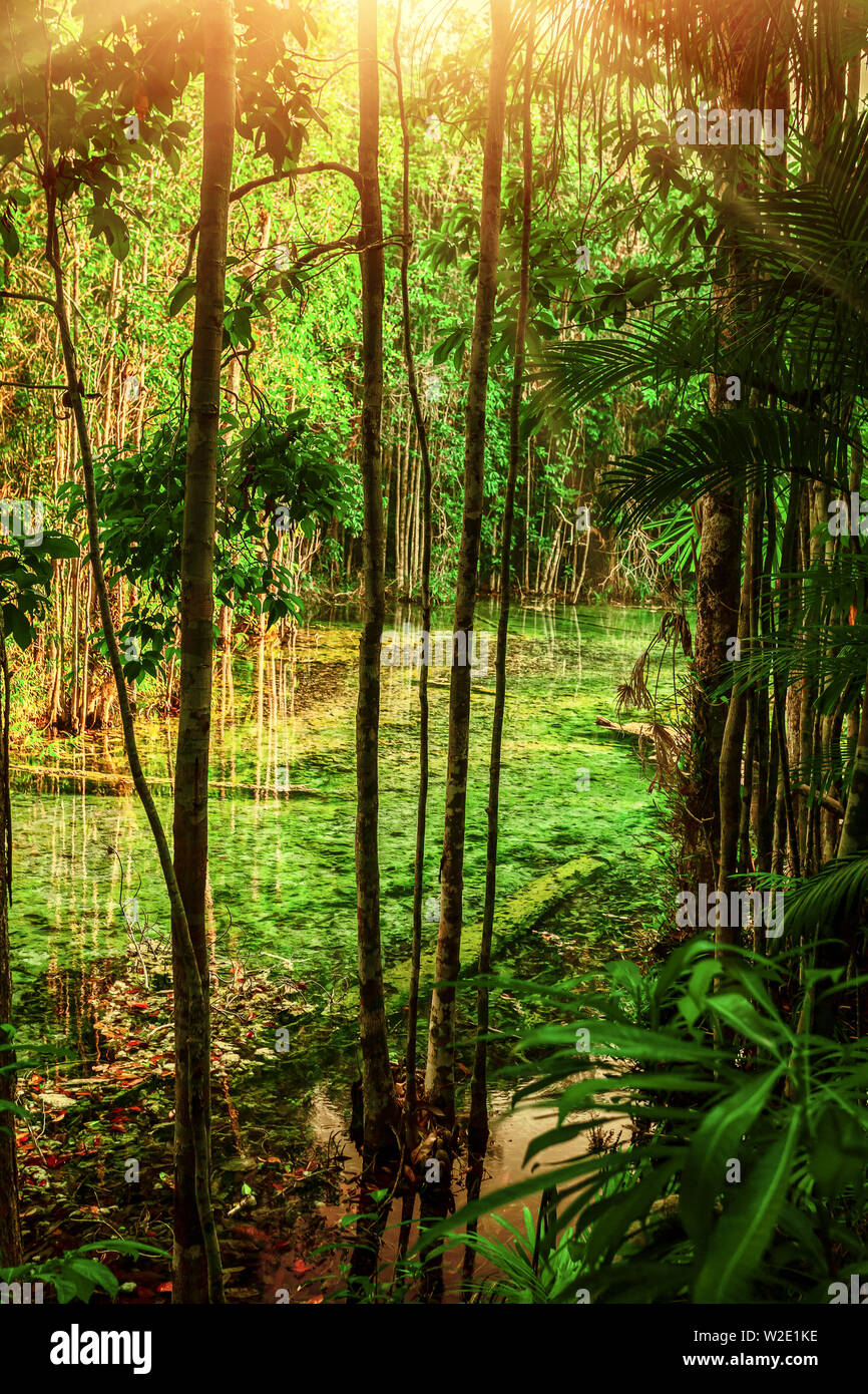 Water in green tropical forest with sunlight Stock Photo - Alamy