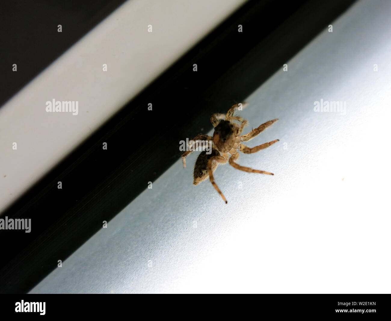 Little spider on sandblasted window. Stock Photo