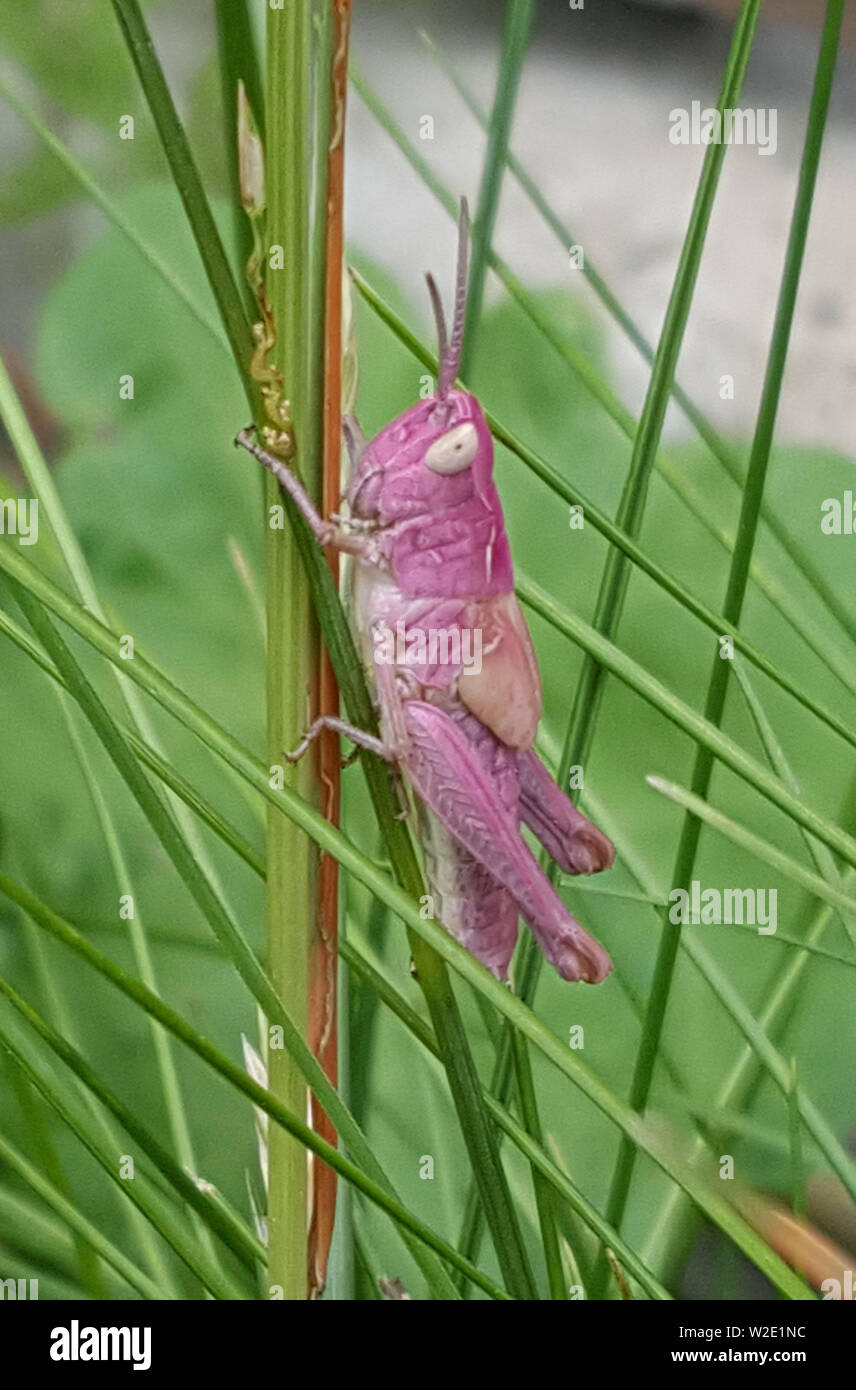 A Rare Pink Grasshopper Is Seen In Morden Hi Res Stock Photography And