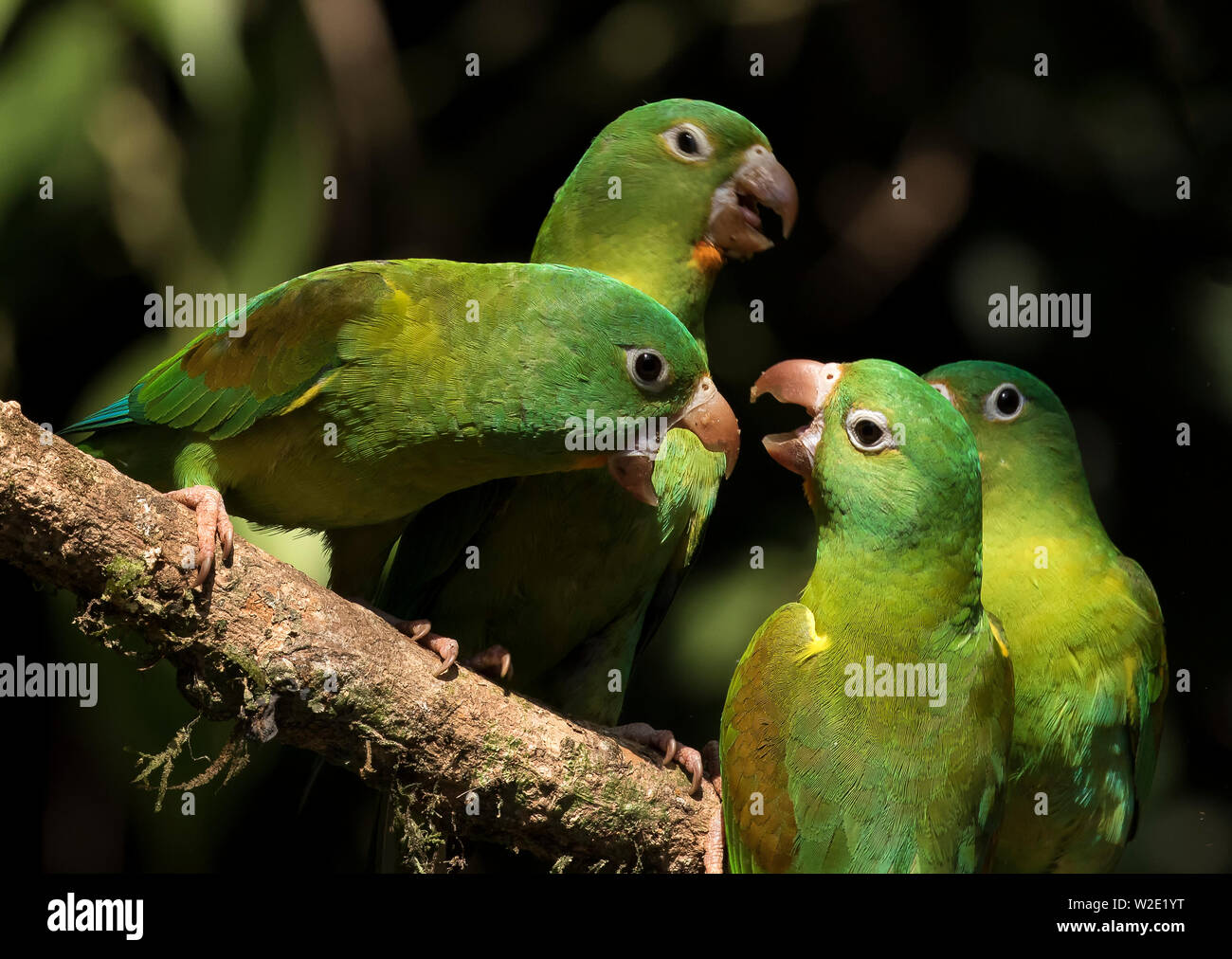 Orange-Chinned Parakeet Stock Photo