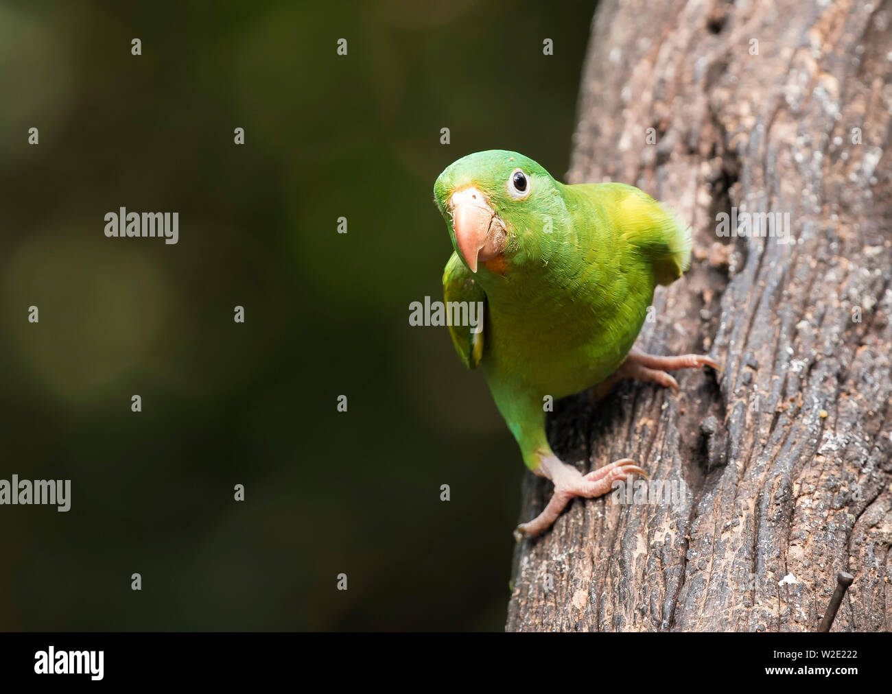 Orange-Chinned Parakeet Stock Photo