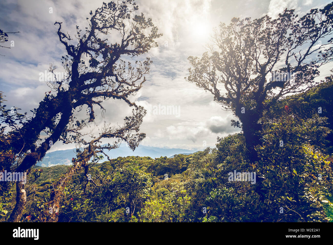 green trees and bushes closeup with blue sky and white clouds in ...