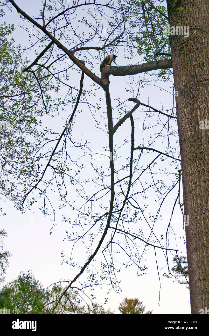 A small, scared calico kitty out on a limb peeks down from a high tree