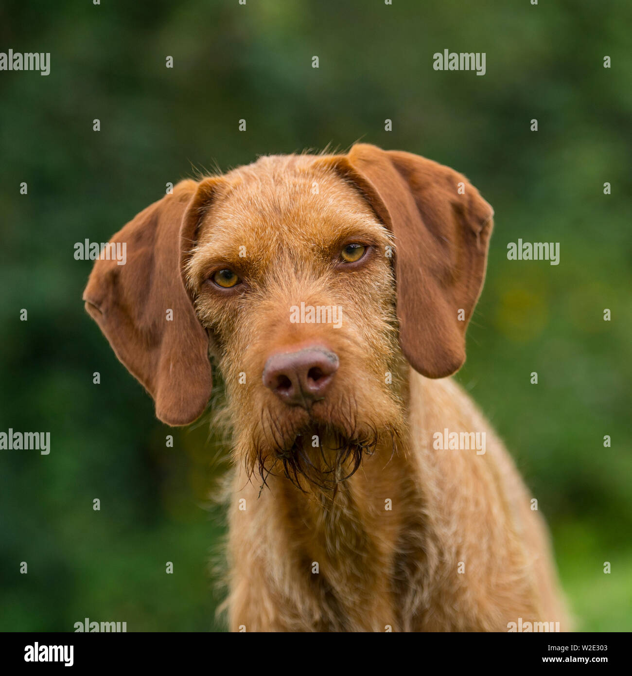 Hungarian Wirehaired Vizsla Stock Photo 259694515 Alamy