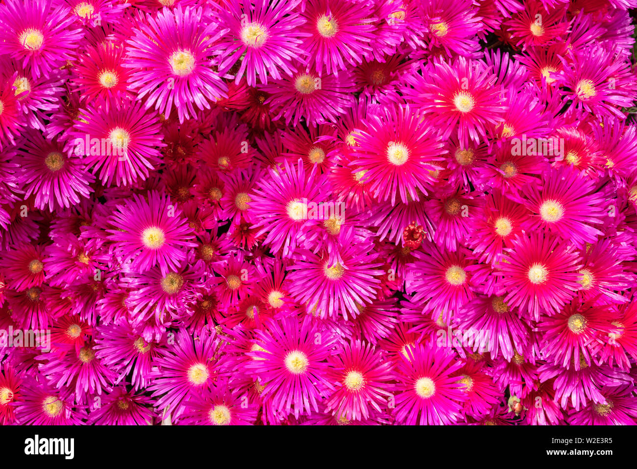 Lampranthus flowers with succulent leaves in fully bloom. Flower background Stock Photo