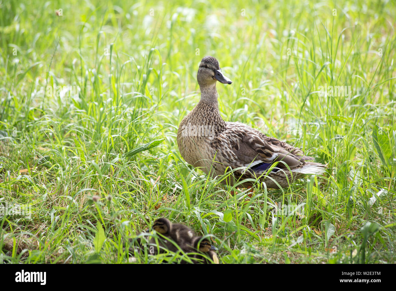 Mother duck and ducklings in the green grass Ideal, full of love ...