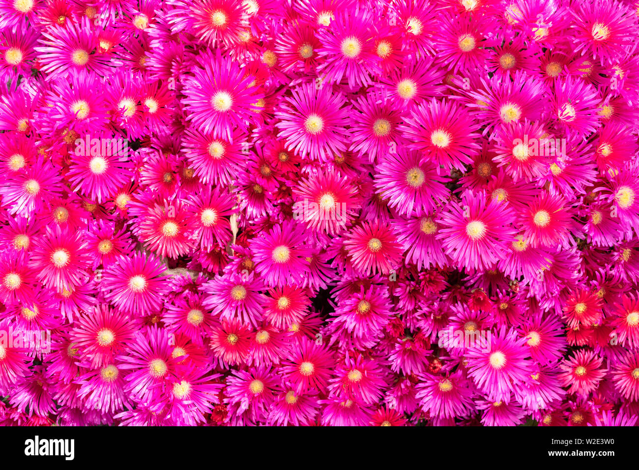Lampranthus flowers with succulent leaves in fully bloom. Flower background Stock Photo