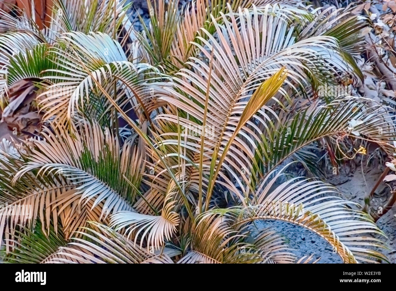 The leaves of a Cycad plant covered in a layer of fine dust due to well drilling nearby, to locate and extract ground water. Hyderabad, India. Stock Photo