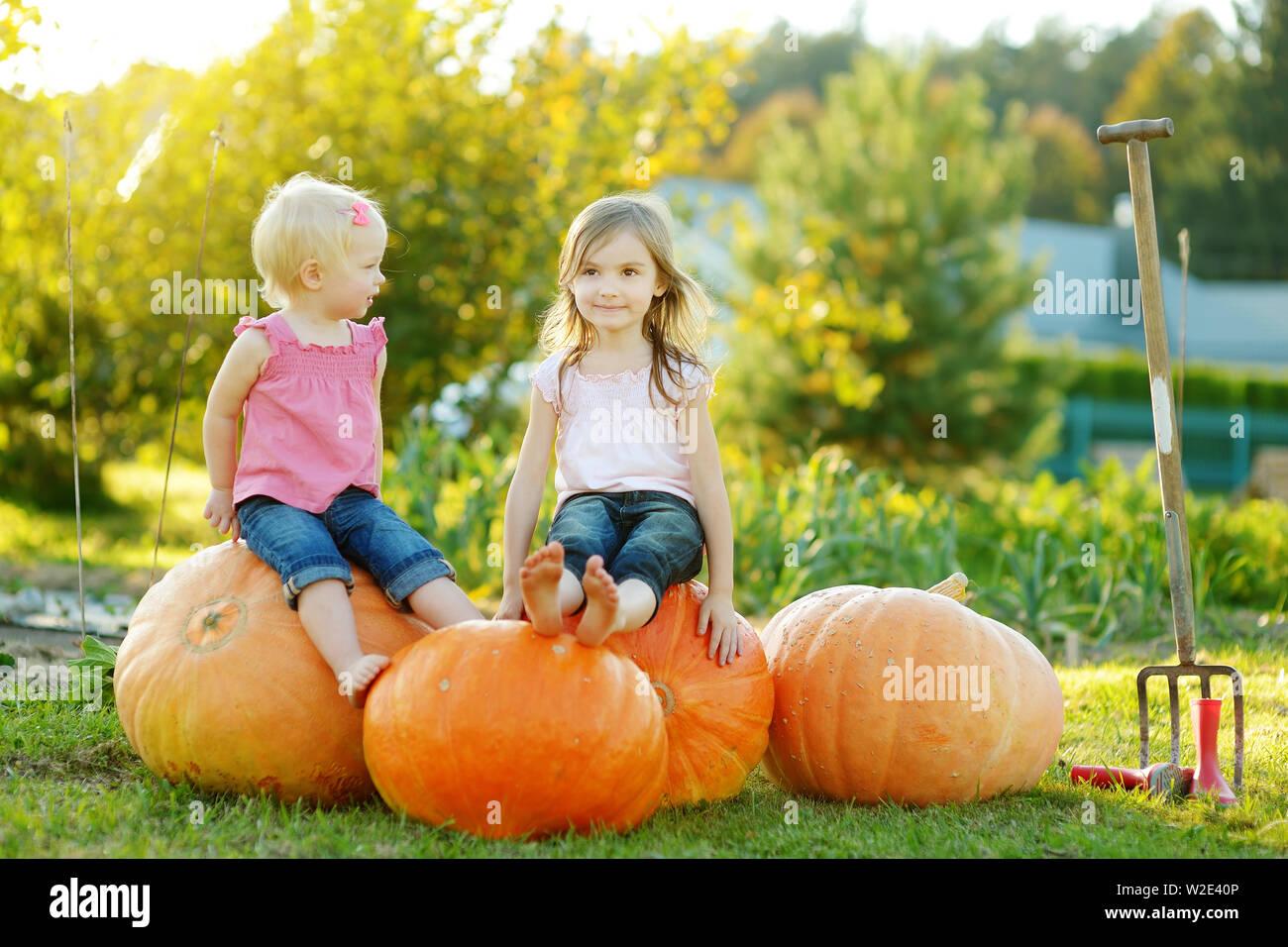 Two little sisters sitting on huge pumpkins on a pumpkin patch. Kids picking pumpkins at country farm on warm autumn day. Family time at Thanksgiving Stock Photo