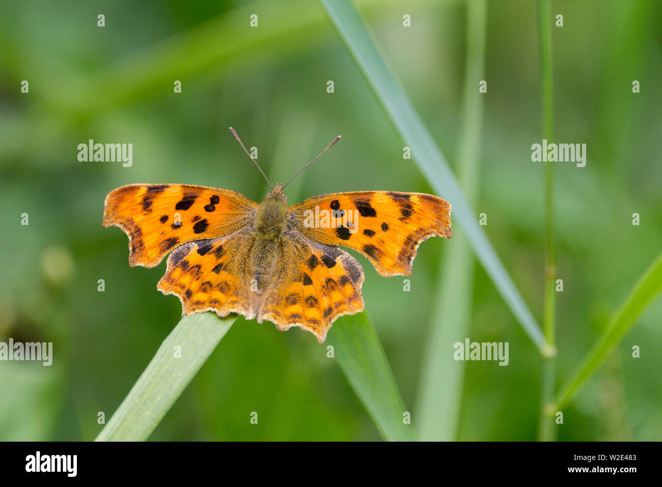 Comma butterfly (Polygonia c-album) orange brown upper wings with  ragged edges and dark markings underside smokey brown with white comma mark Stock Photo