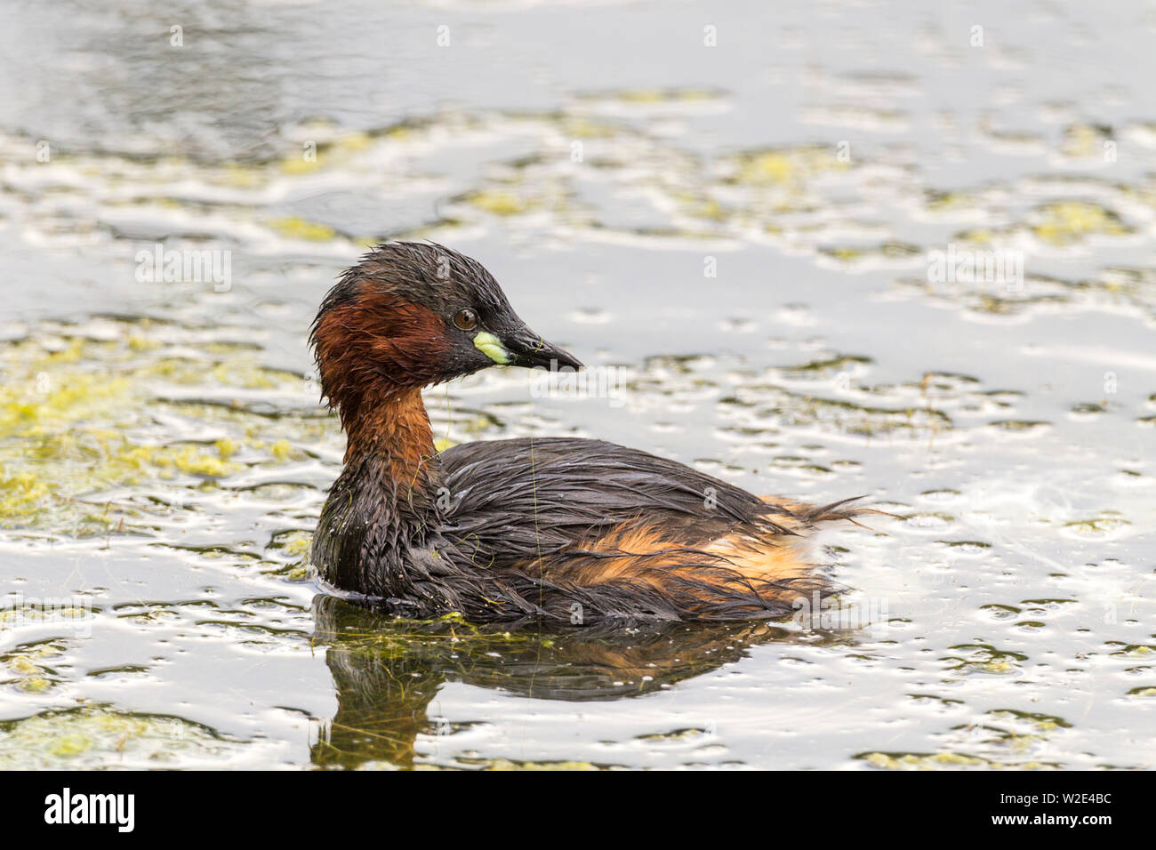 Little grebe (Tachybaptus ruficollis) small dumpy diving bird small bill has yellow green patches at base chestnut and black plumage pale puffy tail Stock Photo