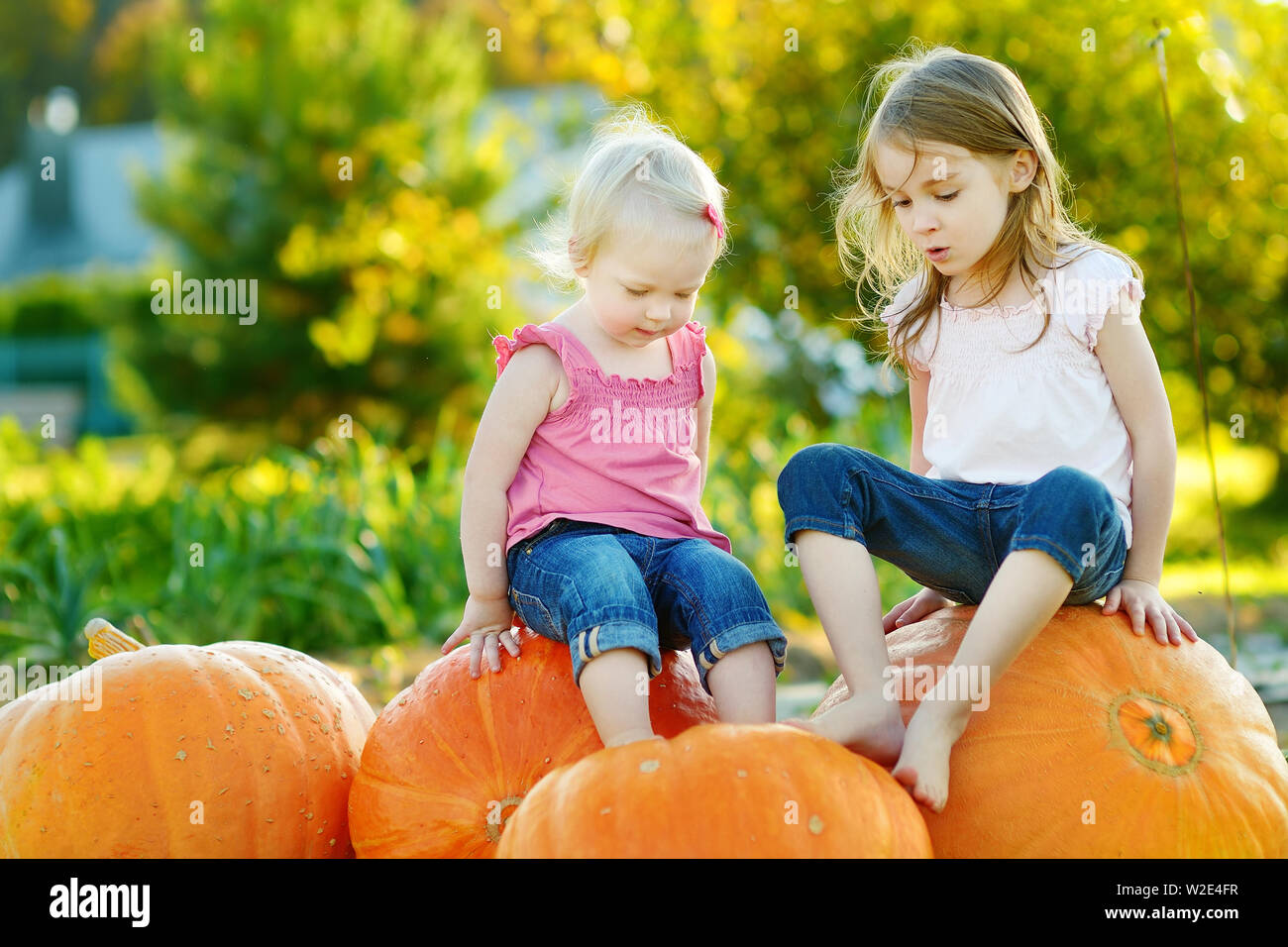 Two little sisters sitting on huge pumpkins on a pumpkin patch. Kids picking pumpkins at country farm on warm autumn day. Family time at Thanksgiving Stock Photo