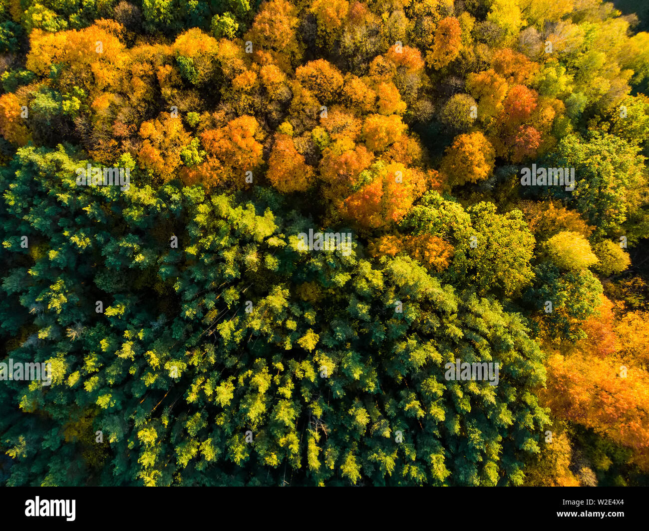 Aerial top down view of autumn forest with green and yellow trees. Mixed deciduous and coniferous forest. Beautiful fall scenery in Vilnius city, Lith Stock Photo