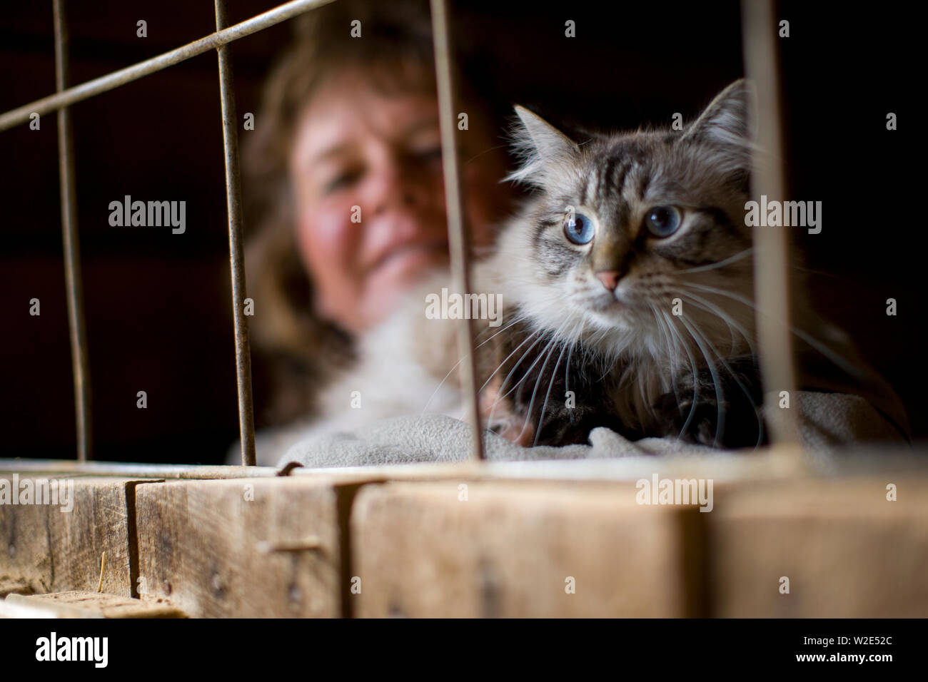 Woman in stable with cat Stock Photo