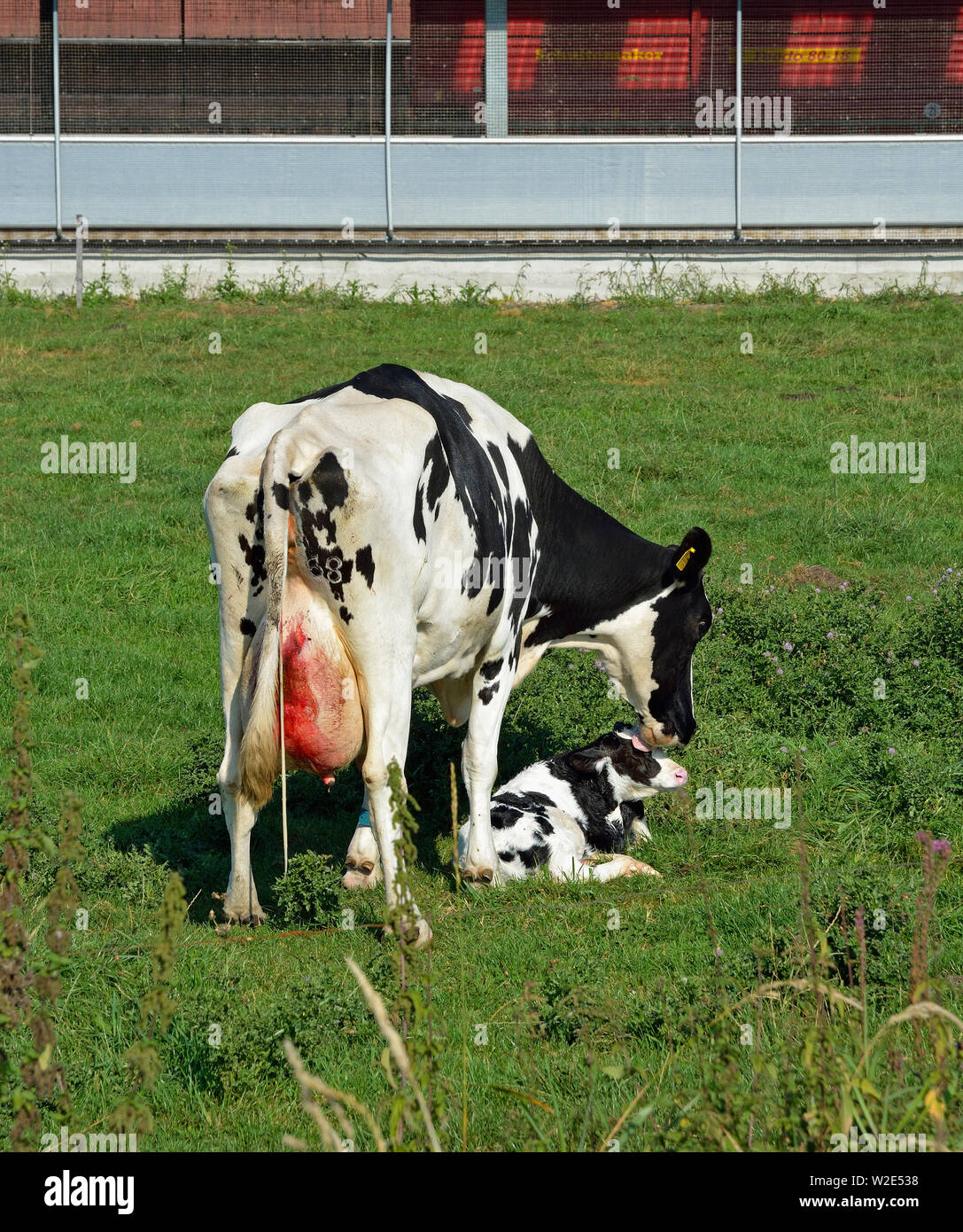 detern, niedersachsen/germany - september 05, 2013: a mother cow taking care of her just born calf on a meadow Stock Photo