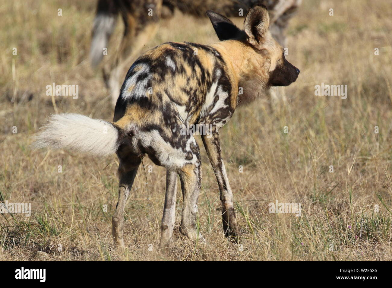 Painted Dogs, Hwange National Park, Zimbabwe Stock Photo Alamy