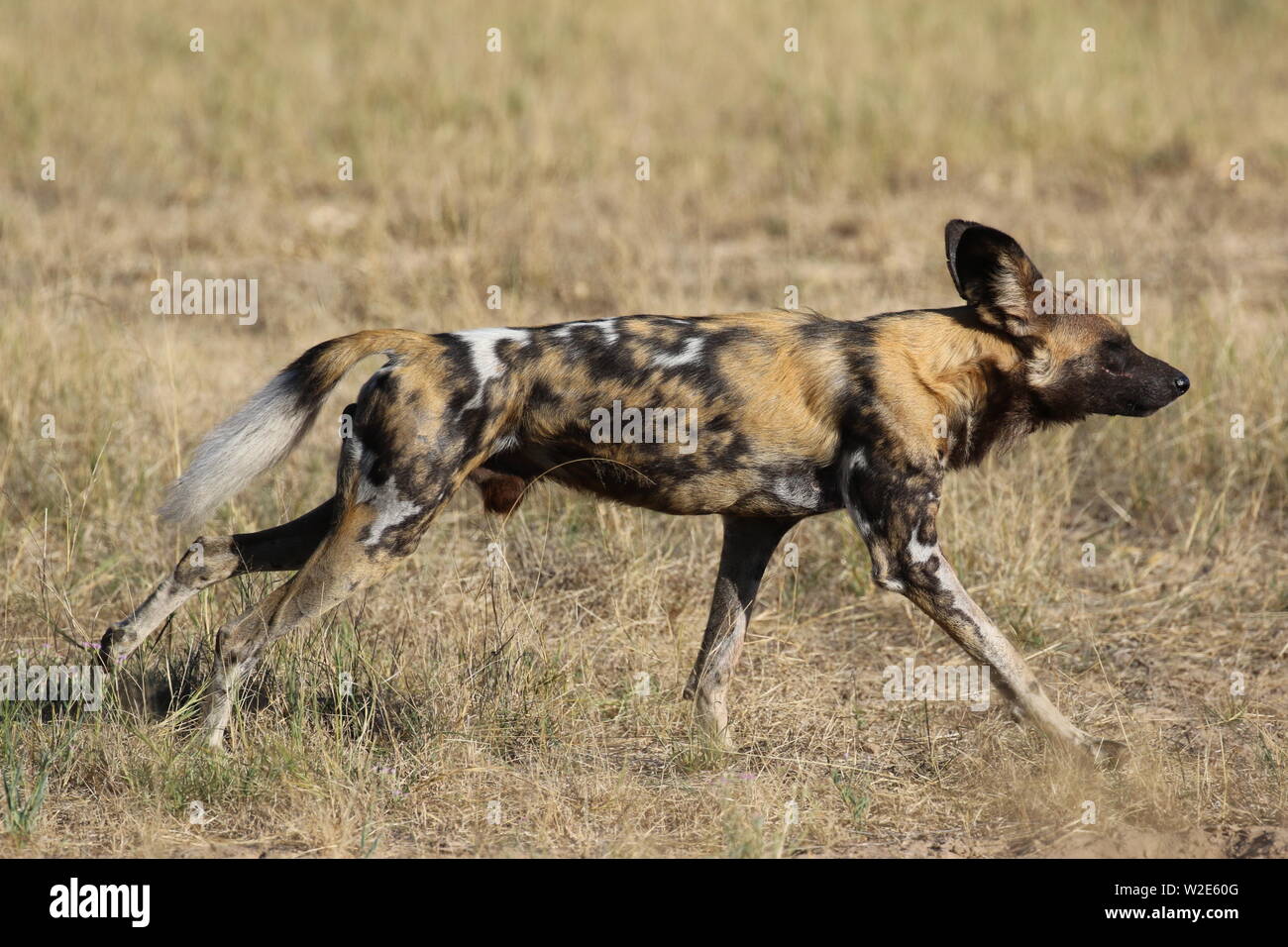 Painted Dogs, Hwange National Park, Zimbabwe Stock Photo Alamy