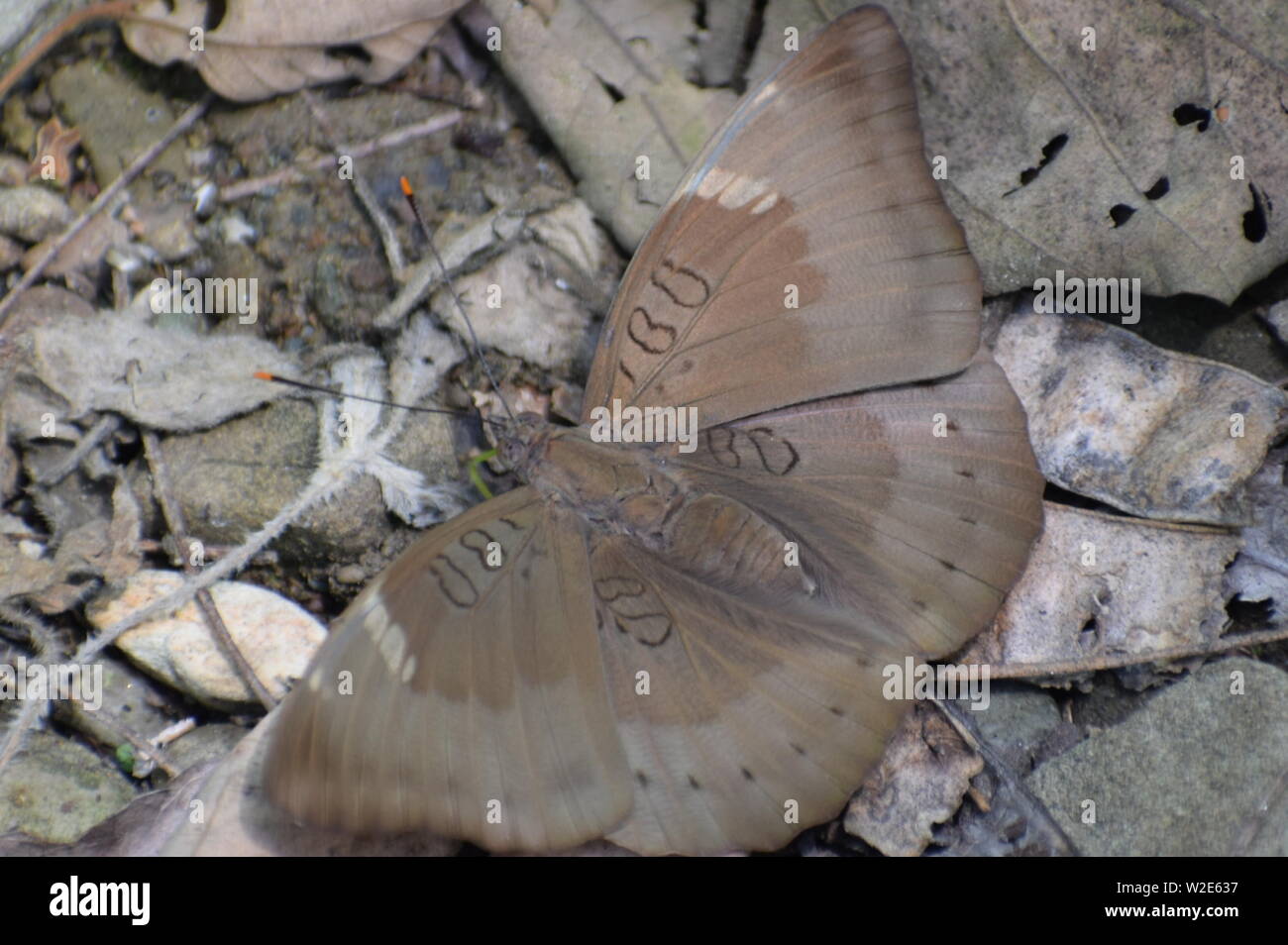 beautiful common baron (euthalia aconthea) butterfly. Stock Photo