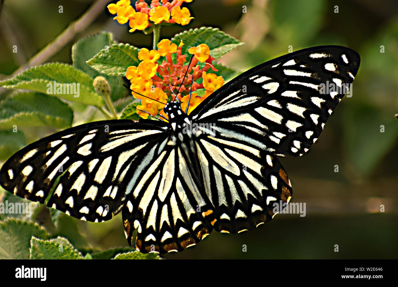 beautiful oriental common mime ( papilio clytia clytia ) butterfly. Stock Photo