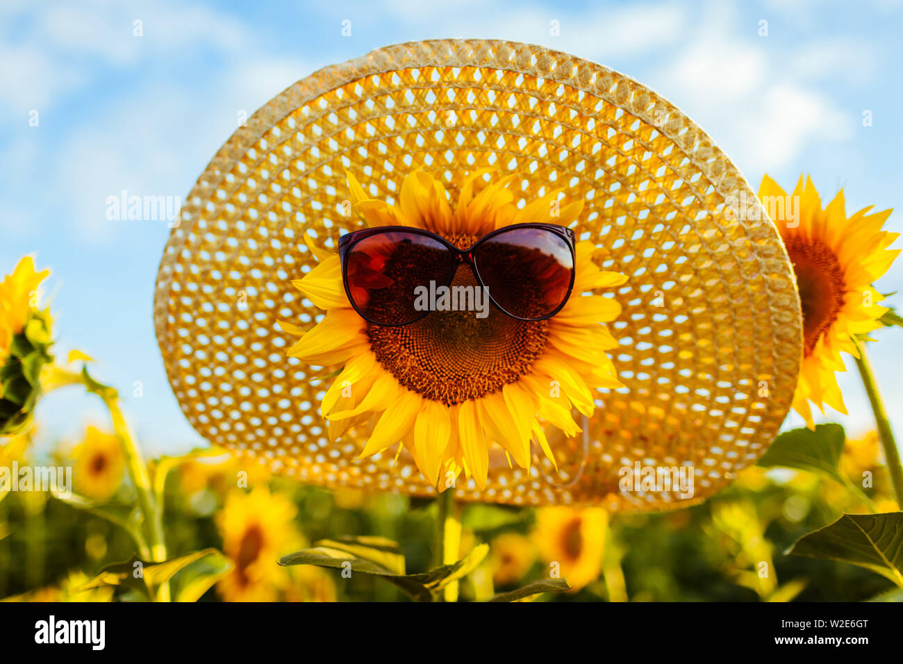 Blooming sunflower in sunglasses and straw hat growing in summer field. Summer vacation Stock Photo