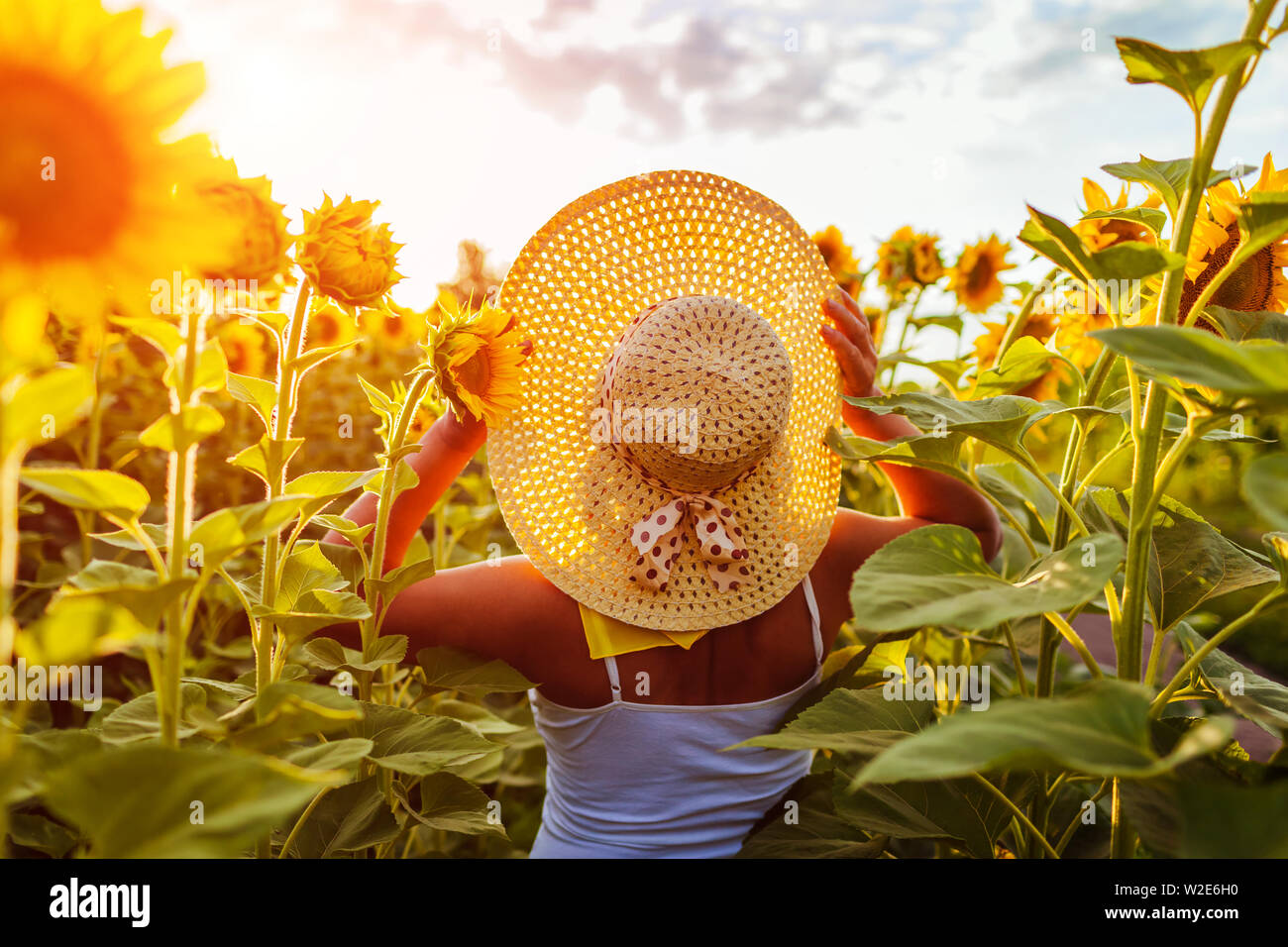 Senior woman walking in blooming sunflower field holding hat and admiring view. Summer vacation Stock Photo
