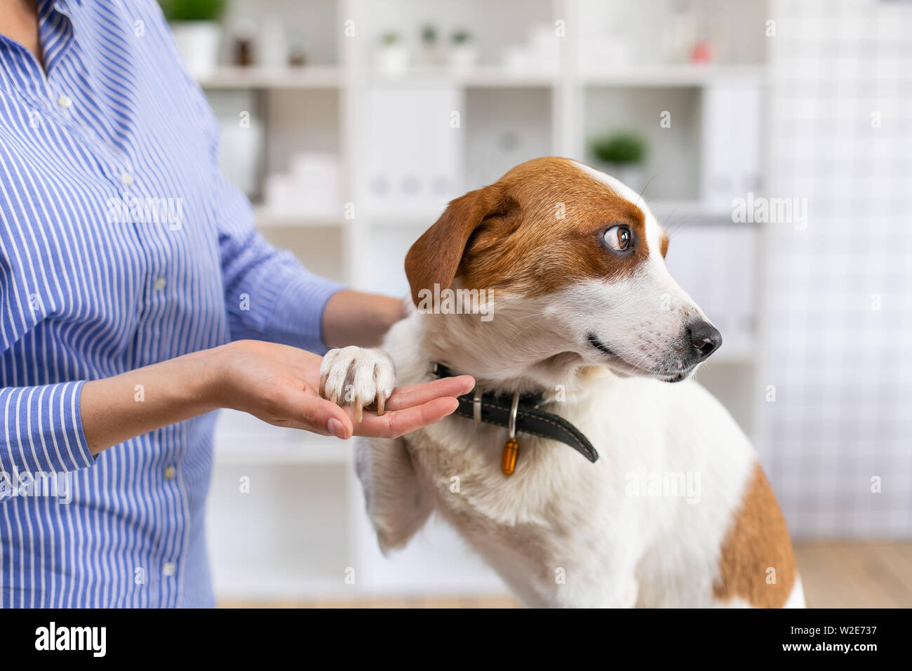 Are Dogs Allowed In Doctors Offices