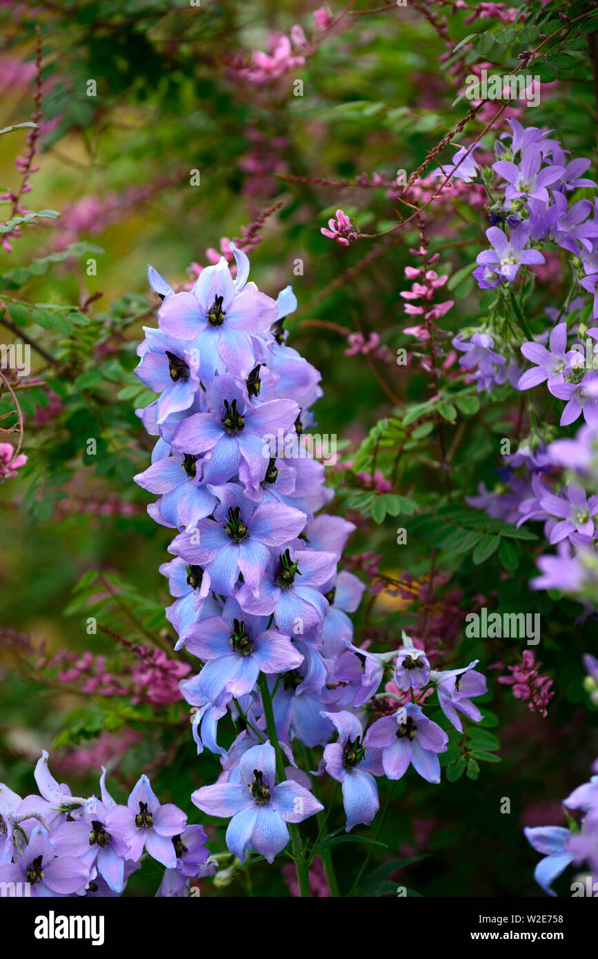 Hardy perennials hi-res stock photography and images - Alamy