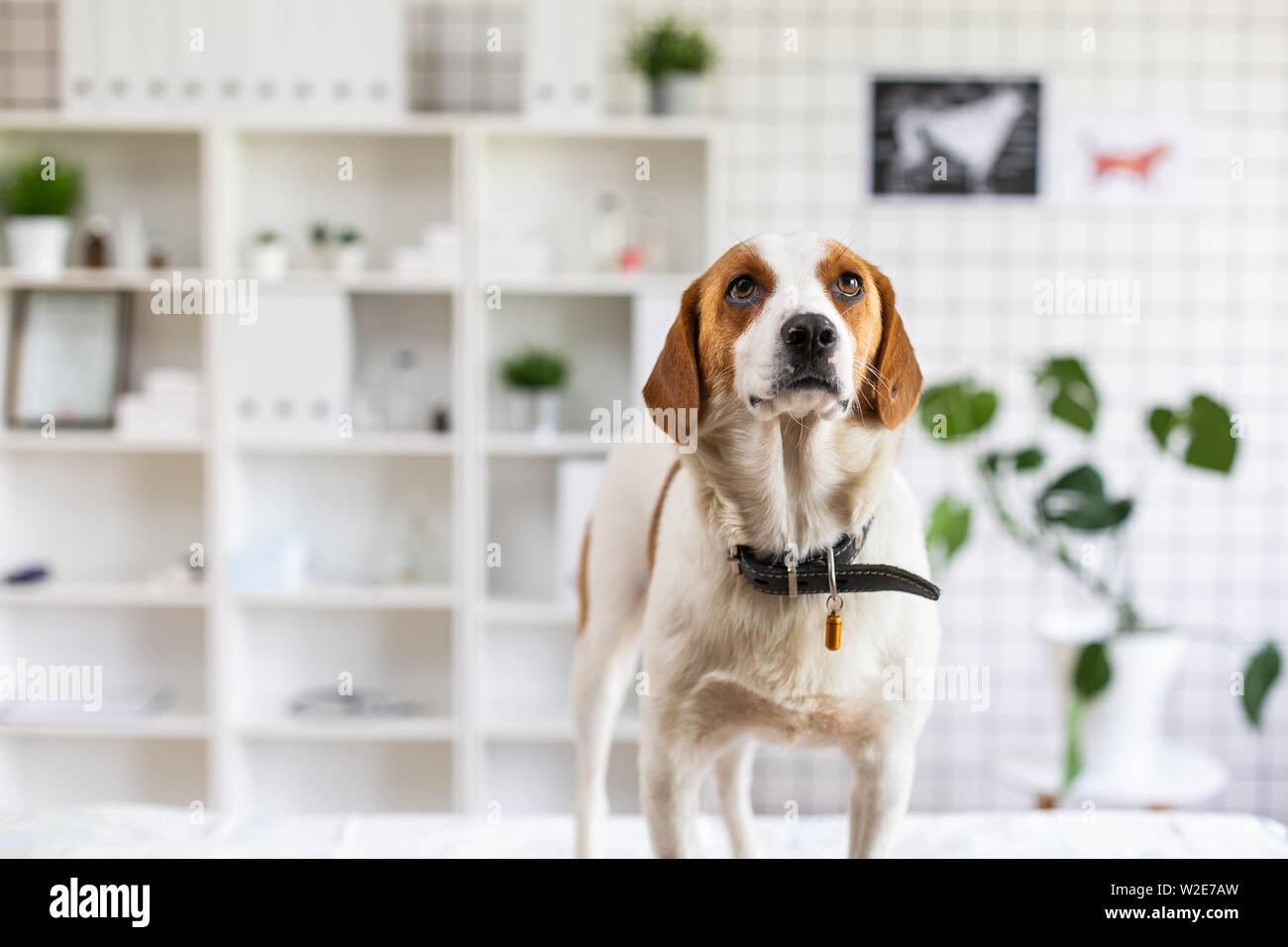 Dog waiting for a doctor in a veterinary clinic on the table. Blurred background of veterinary clinic. Stock Photo