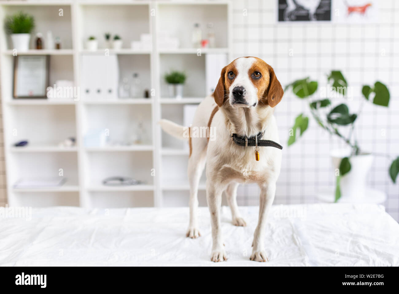 Dog waiting for a doctor in a veterinary clinic on the table. Blurred background of veterinary clinic. Stock Photo