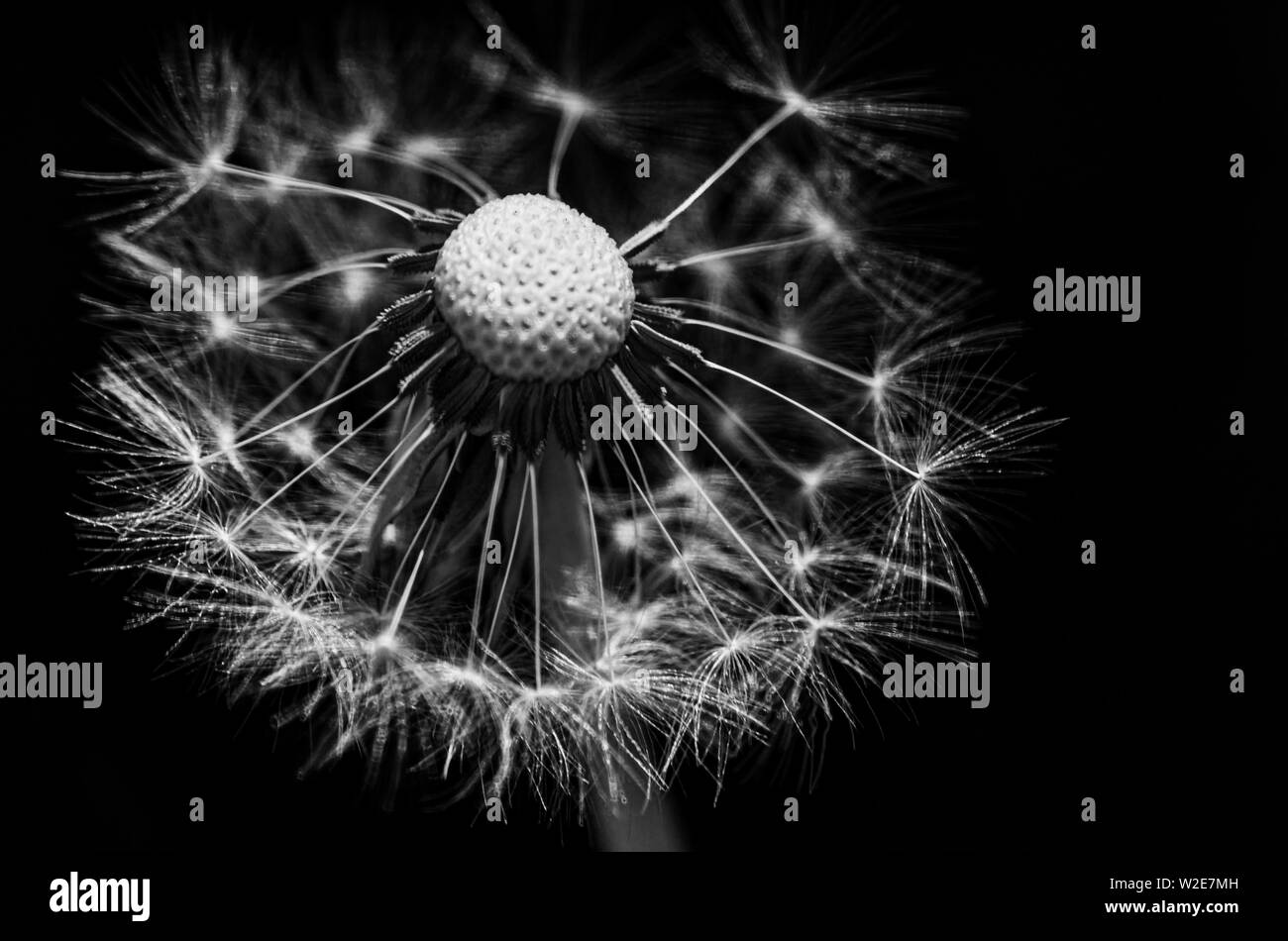 Dandelion field Black and White Stock Photos & Images - Alamy