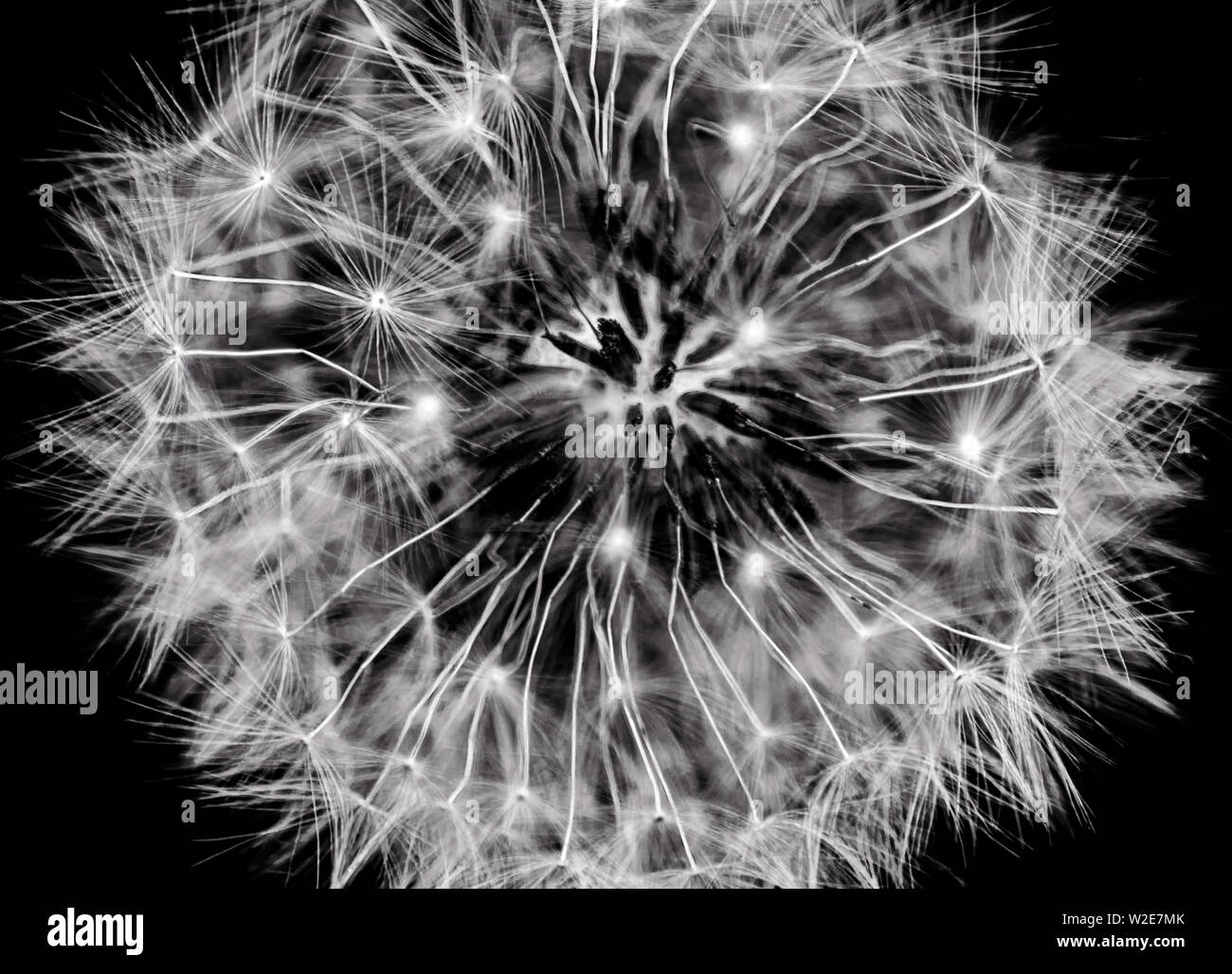 CLOSE UP OF DANDELION SEED HEAD Stock Photo