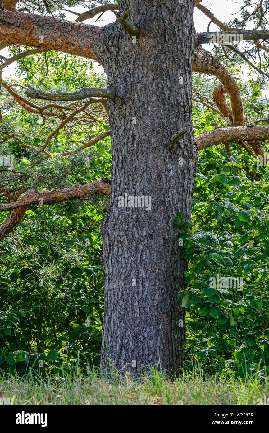tree trunks on a dark green blur background in forest in summer