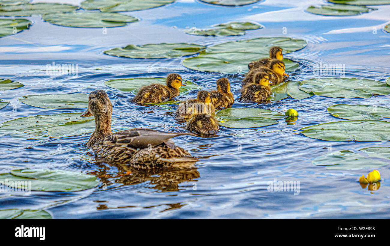 mother duck with small ducklings swimming in river lake water between water lilies in summer