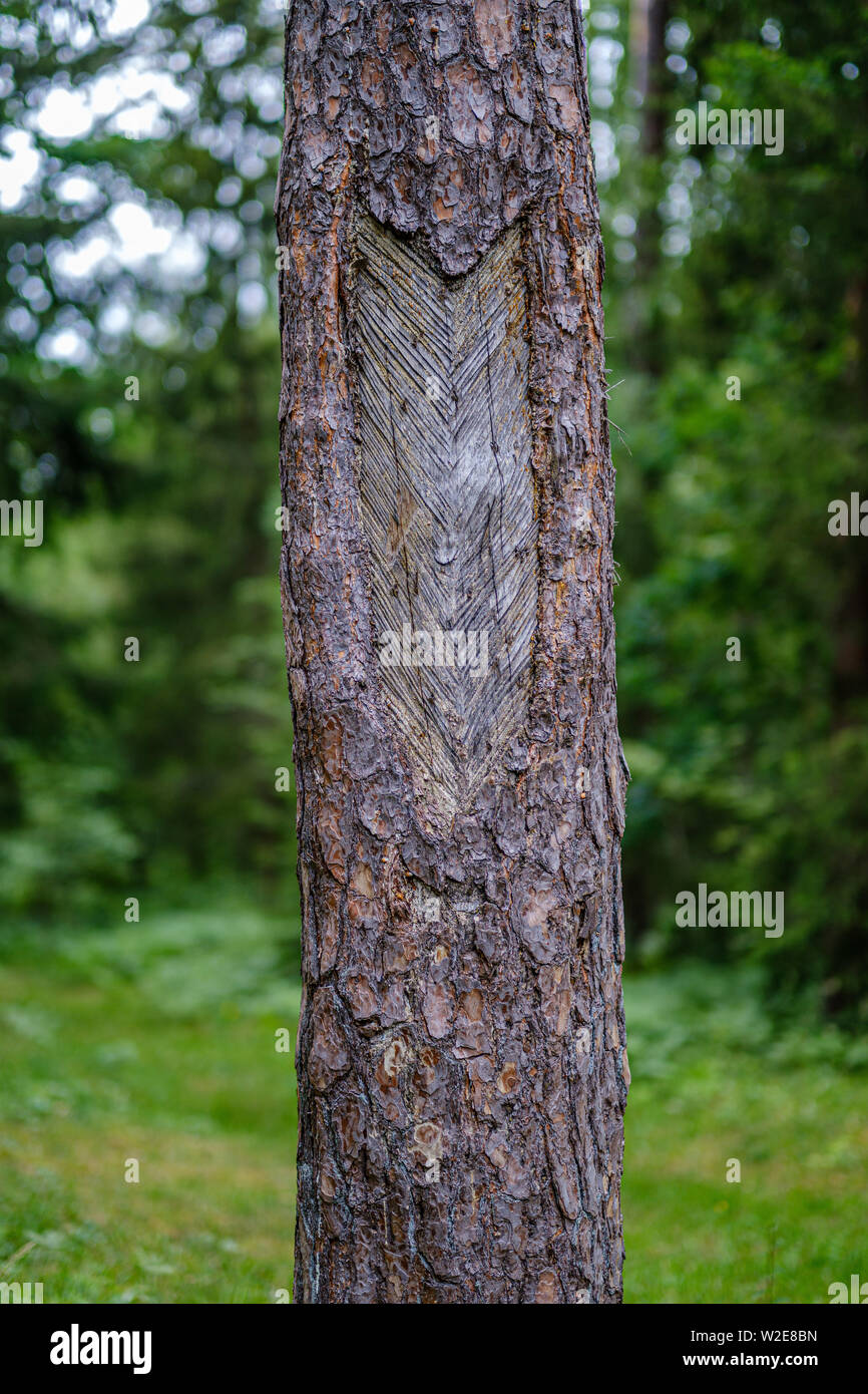 tree trunks on a dark green blur background in forest in summer