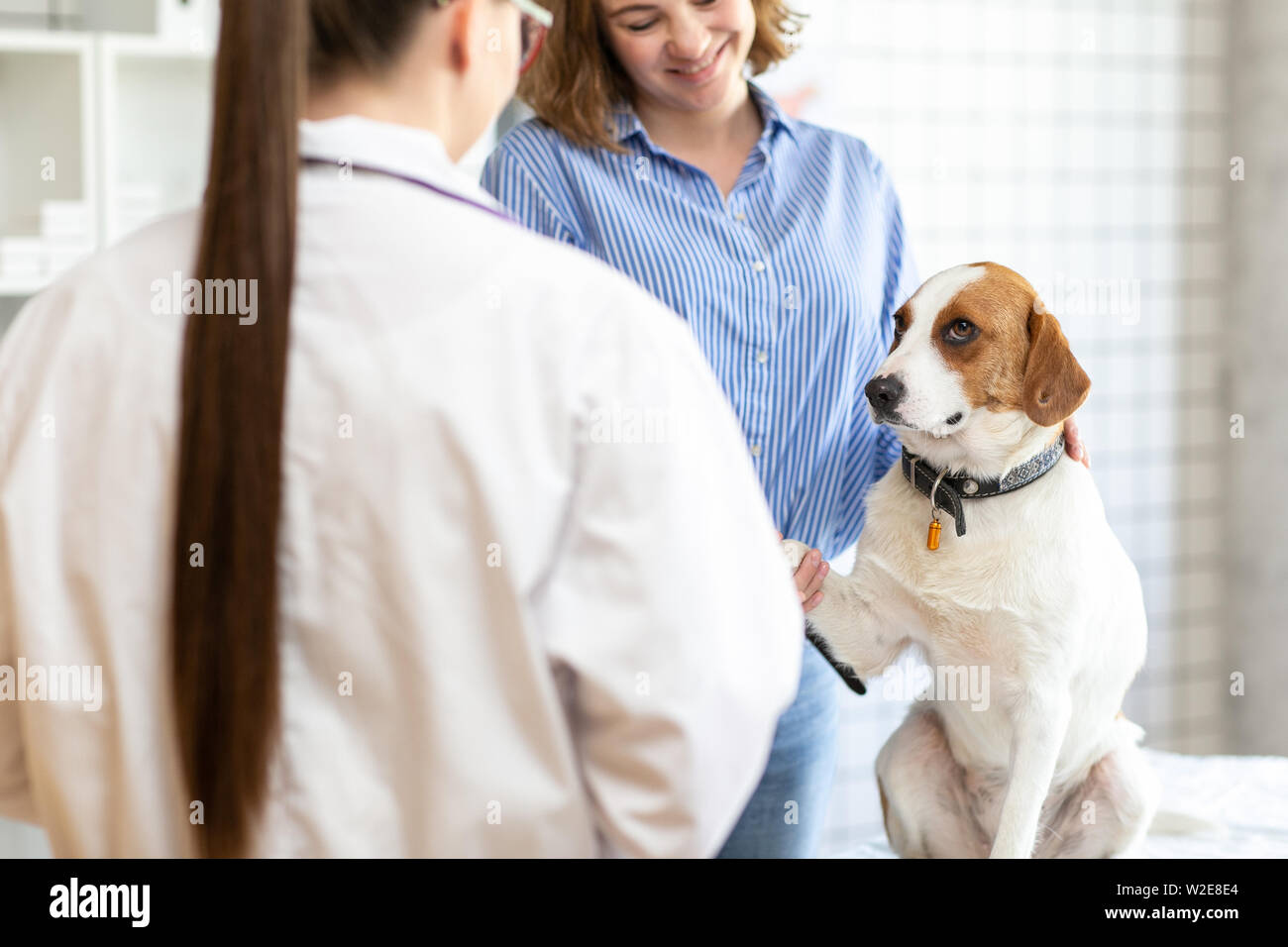 The veterinarian and the client with the dog to discuss the treatment in a veterinary clinic. Stock Photo