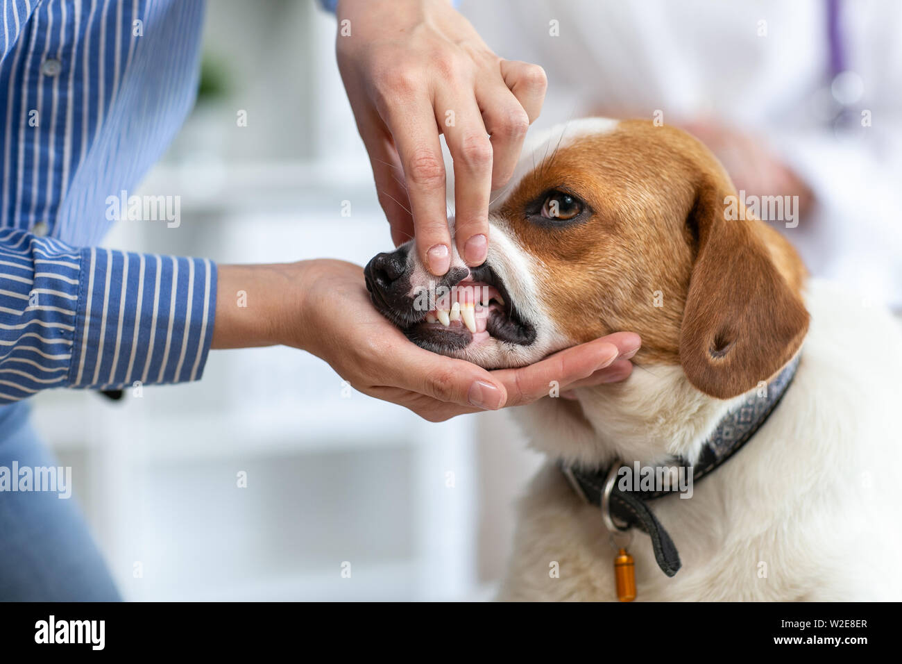 The owner of the dog shows the veterinarian the pet's teeth. Blurred background of veterinary clinic. Stock Photo