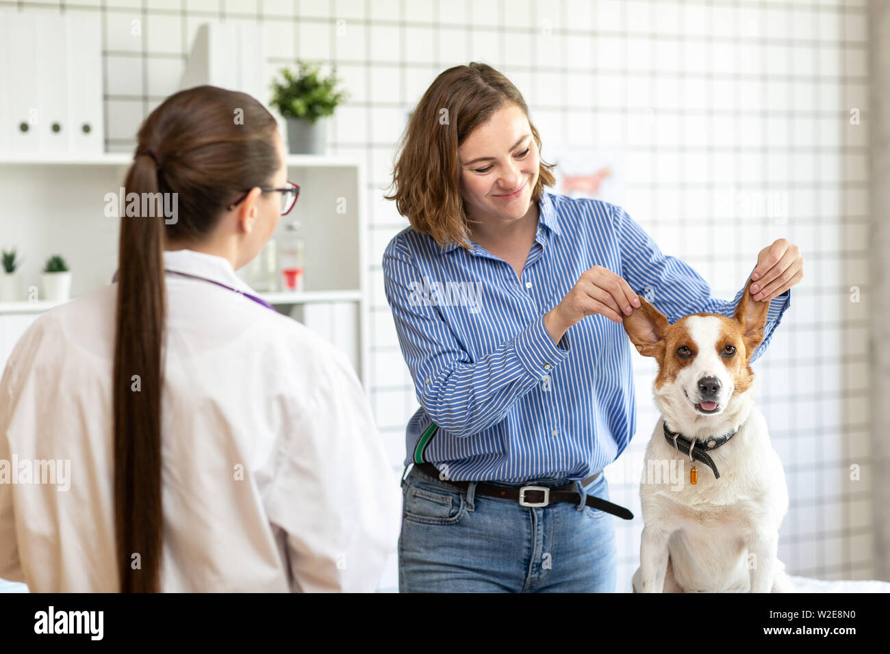 Funny dog with the owner at the reception at the vet. Blurred background of veterinary clinic. Stock Photo