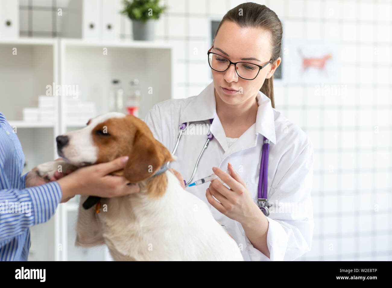 The vet makes a dog an injection syringe. The owner keeps the dog. Blurred background of veterinary clinic. Stock Photo