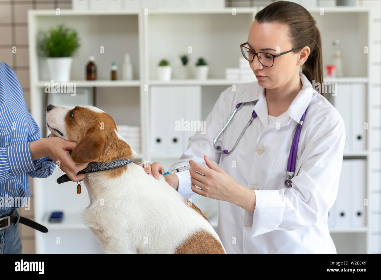 The vet makes a dog an injection syringe. The owner keeps the dog. Blurred background of veterinary clinic. Stock Photo