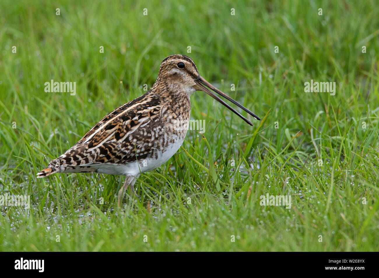 Common snipe gallinago calling hires stock