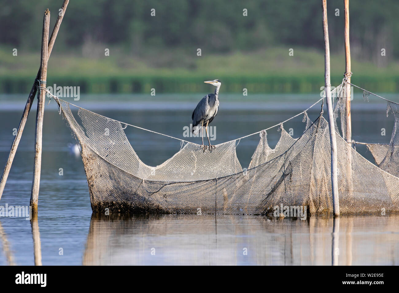 https://c8.alamy.com/comp/W2E95E/grey-heron-ardea-cinerea-perched-on-fishing-net-fishnet-fish-trap-in-lake-W2E95E.jpg