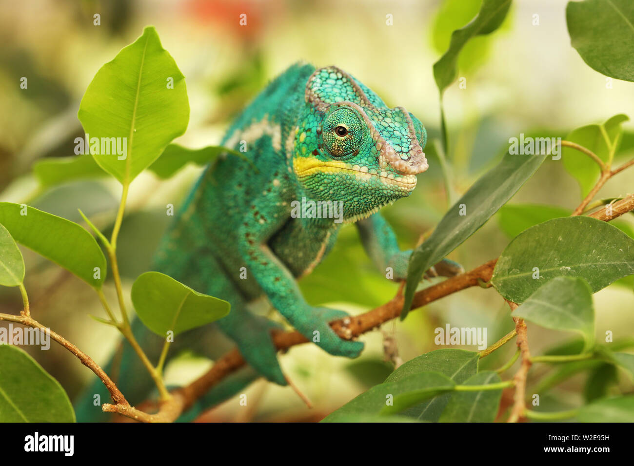 Portrait of panther chameleon - Furcifer pardalis - found in Madagascar Stock Photo