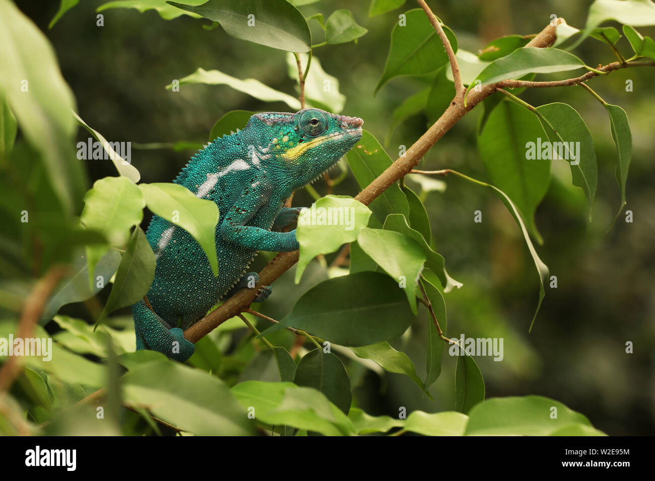 Portrait of Panther Chameleon on the branch - Furcifer pardalis Stock Photo
