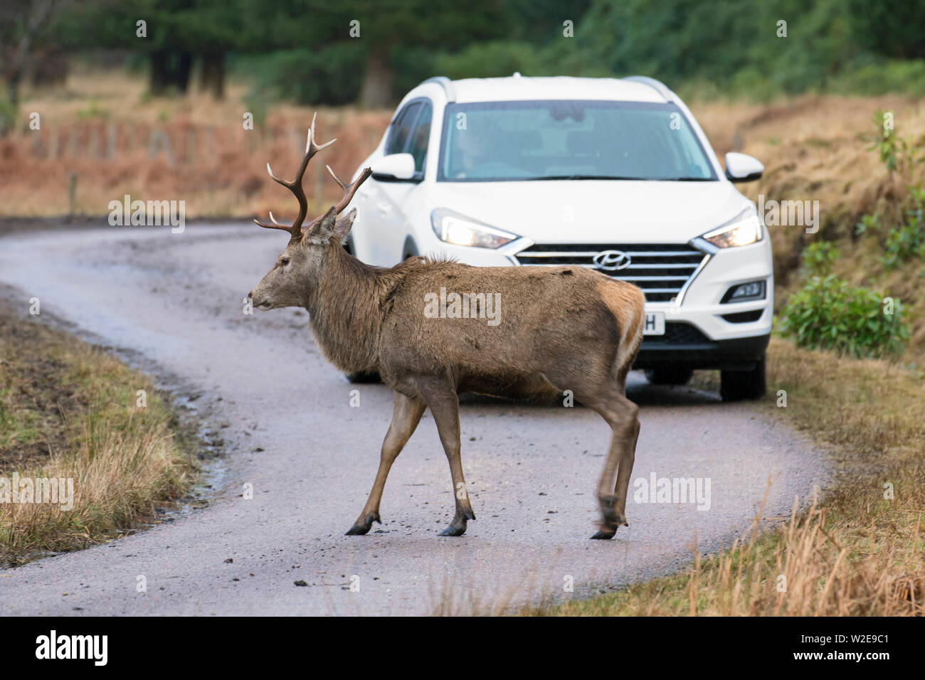 Red deer (Cervus elaphus) stag crossing road in front of car in the Scottish Highlands, Scotland, UK Stock Photo