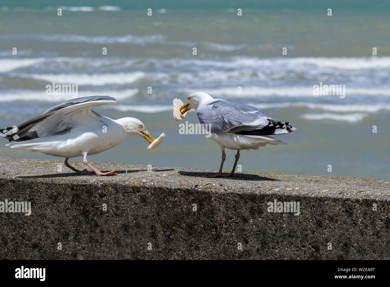 Two European herring gulls (Larus argentatus) eating scraps / leftovers from tourists who come to picnic in the port Stock Photo